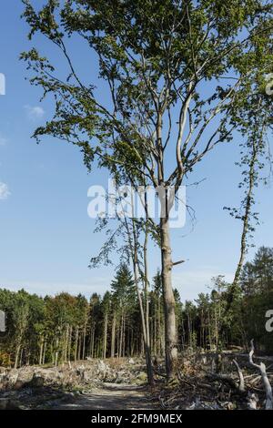 Des forêts malades et des arbres coupés dans le Taunus Banque D'Images