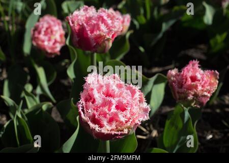 Tulipa 'Queensland' à franges double tulipe tardive. Banque D'Images