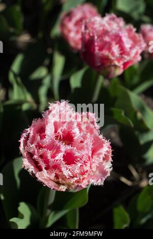 Tulipa 'Queensland' à franges double tulipe tardive. Banque D'Images