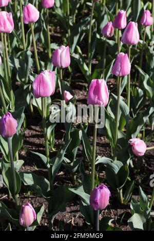 Tulipa 'Pink Diamond' unique tulipe tardive. Banque D'Images