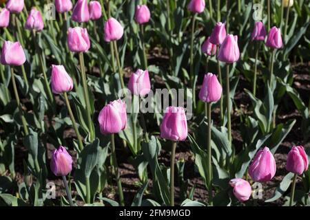 Tulipa 'Pink Diamond' unique tulipe tardive. Banque D'Images