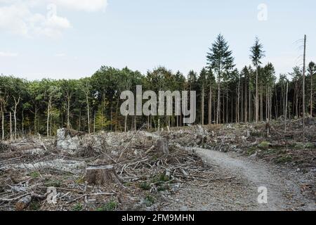 Des forêts malades et des arbres coupés dans le Taunus Banque D'Images