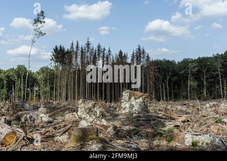 Des forêts malades et des arbres coupés dans le Taunus Banque D'Images