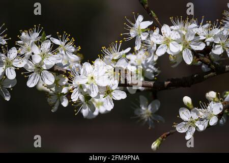 Gros plan d'une abeille sur des fleurs de damson au printemps Banque D'Images