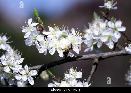 Gros plan d'une abeille sur des fleurs de damson au printemps Banque D'Images