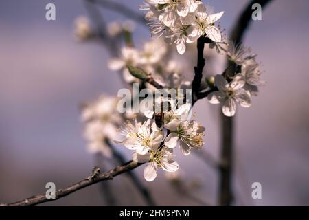 Gros plan d'une abeille sur des fleurs de damson au printemps Banque D'Images