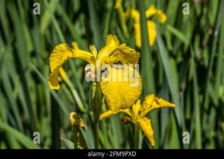 Iris jaune vif et vif en pleine fleur, en gros plan avec le feuillage et plus de fleurs en arrière-plan sur un soleil au printemps Banque D'Images