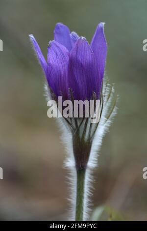 Pulsatilla patens, paqueflower de l'est, propagation de l'anémone. Une jolie goutte de neige pourpre dans une forêt ensoleillée au printemps. Gros plan. Verticale. Banque D'Images