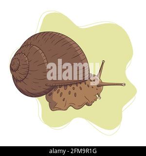 Dessin coloré et détaillé de la cochlée de raisin. Ligne d'obturation réaliste avec coque radiale. Animal gravé pour étiquette, logo, crème cosmétique Illustration de Vecteur