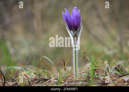 Une goutte de neige mauve solitaire et douce dans une forêt ensoleillée au printemps. Gros plan. Horizontale. Fleur de printemps pourpre avec des poils argentés dans une glade forêt. Banque D'Images