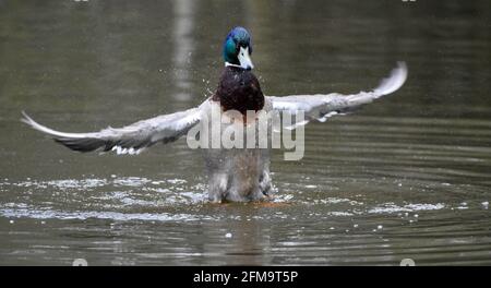 Le canard colvert mâle éclabousse et se lave dans l'eau gouttelettes d'eau et motifs Banque D'Images