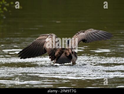 L'oie canadienne débarque dans l'eau avec des ailes étirées Banque D'Images