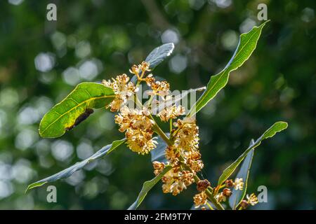 Floraison le Laurel, Laurus nobilis L., est une plante aromatique et officinale appartenant à la famille des Lauraceae. Abruzzes, Italie, Europe Banque D'Images