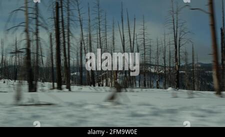 Après un incendie de forêt, des arbres carbonisés brûlés aux États-Unis. Bois de conifères noir sec brûlé après conflagration. Bois endommagé dans Bryce Canyon. Catastrophe naturelle et catastrophe écologique. Banque D'Images