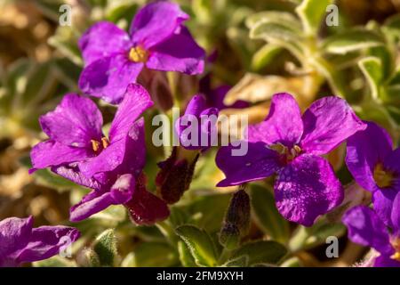 Aubrieta – dr. Mules variegate, floraison sous le soleil de printemps Banque D'Images