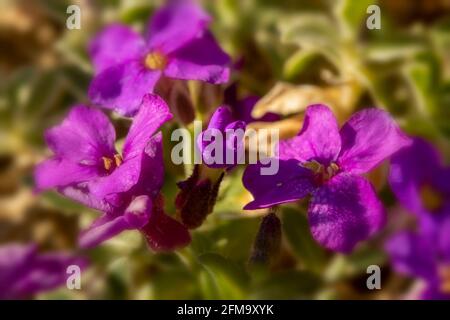 Aubrieta – dr. Mules variegate, floraison sous le soleil de printemps Banque D'Images