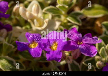 Aubrieta – dr. Mules variegate, floraison sous le soleil de printemps Banque D'Images