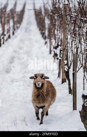 Moutons dans le vignoble - projet de pâturage pour la biodiversité, série Banque D'Images