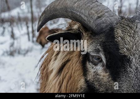 Moutons dans le vignoble - projet de pâturage pour la biodiversité, série Banque D'Images