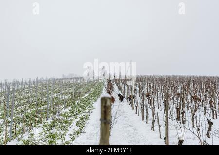 Moutons dans le vignoble - projet de pâturage pour la biodiversité, série Banque D'Images