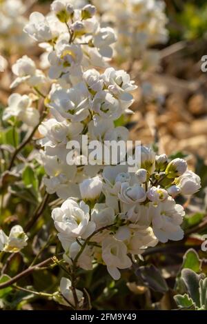 White Arabis Alpina – Caucasica flore Pleno» Banque D'Images