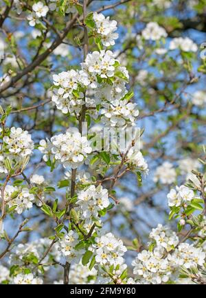 Poires fleuries, Pyrus, au printemps Banque D'Images