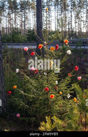 L'origami fleurit dans un bois d'épicéa Banque D'Images