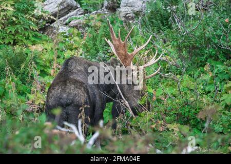 Un taureau d'orignal avec d'énormes bois marchant dans un Bush épais dans les bois du parc national de Glacier, Montana, États-Unis. Majestueux Alces americanus dans son natura Banque D'Images