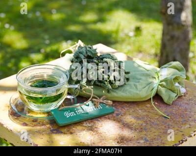 L'ortie comme plante médicinale : thé d'ortie à base de feuilles d'ortie séchées dans un verre à thé Banque D'Images