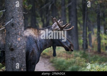 Jeune orignal de Bull avec de petits bois marchant dans la forêt du parc national de Glacier, Montana, États-Unis. Majestueux Alces alces dans son habitat naturel. Wildlif Banque D'Images