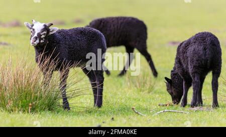 Dülmen, NRW, Allemagne. 07e mai 2021. Deux petits agneaux Heidschnucke (également des moutons gris) jouent au soleil de printemps. Ils font partie d'un petit troupeau de moutons Heidschnucke, une race de mouflons à poil long du nord de l'Allemagne. Le troupeau est conservé par la gestion forestière de la réserve naturelle de Dülmen, dans la campagne de Münsterland. Credit: Imagetraceur/Alamy Live News Banque D'Images