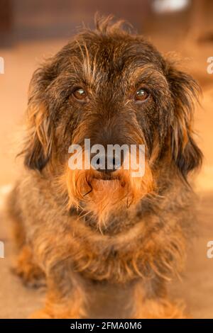 Dachshund à poil dur, chien à saucisse, Finlande Banque D'Images