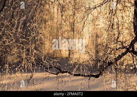 Cristal de glace sur des brindilles de bouleau, fond de bokeh naturel ensoleillé, Finlande Banque D'Images