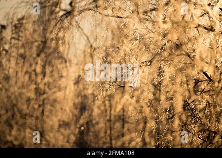 Brindilles de bouleau surgelées, fond de bokeh naturel ensoleillé, Finlande Banque D'Images