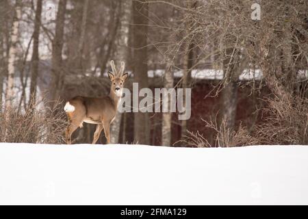 Buck cerf ROE, Capranolus capranolus dans un jardin, paysage d'hiver, Finlande Banque D'Images