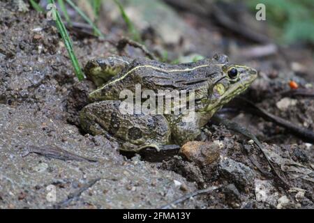 Mise au point sélective d'une grenouille dans la boue avec du vert arrière-plan Banque D'Images