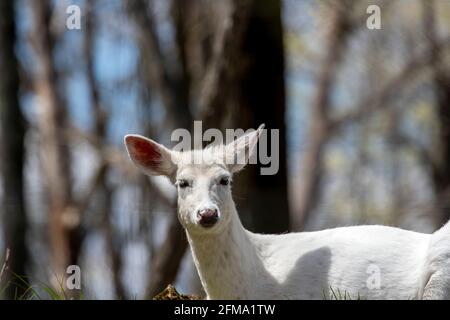 Blanc rare, blanc - cerf de Virginie, (Odocoileus virginianus) Banque D'Images