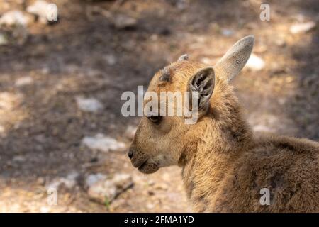 Jeunes moutons Barbarians ( Ammotragus lervia ), également connu sous le nom d'aoudad dans le ZOO Banque D'Images