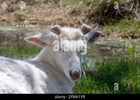 Cerf de Virginie rare. Buck avec bois en croissance en velours. Banque D'Images