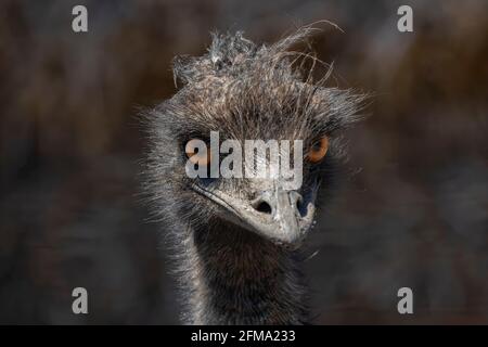 L'EMU (Dromaius novaehollandiae),grand oiseau,icône culturelle de l'Australie,parent d'autruche.Head détail. Banque D'Images