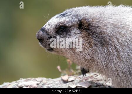 Gros plan d'une marmotte à ventre jaune sur une roche grise et pourpre. Marmota flaviventris dans son habitat naturel dans le parc national des Glaciers, Monta Banque D'Images