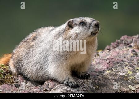 Gros plan d'une marmotte à ventre jaune sur une roche grise et pourpre. Marmota flaviventris dans son habitat naturel dans le parc national des Glaciers, Monta Banque D'Images