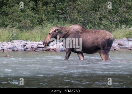 Énorme vache à l'orignal qui marche de l'autre côté de la rivière, se nourrissant de l'herbe sous-marine. Majestueux Alces americanus dans son habitat naturel des montagnes Rocheuses, Glacier NAT Banque D'Images