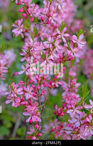 Amande naine en fleur, Prunus tenella, au printemps Banque D'Images