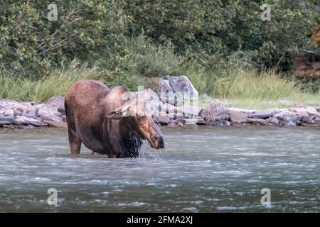 Énorme vache à l'orignal qui marche de l'autre côté de la rivière, se nourrissant de l'herbe sous-marine. Majestueux Alces americanus dans son habitat naturel des montagnes Rocheuses, Glacier NAT Banque D'Images