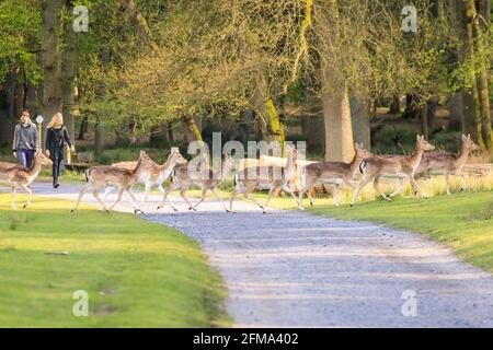 Dülmen, NRW, Allemagne. 07e mai 2021. Un petit groupe de femelles (doe) de cerf de Virginie (dama dama) semble peu découragé par les randonneurs lorsqu'ils traversent un sentier dans les bois à la réserve naturelle de Dülmen, NRW, Allemagne. Beaucoup de femelles bissent pour accumuler de la force et donnent bientôt naissance à leurs faons. Credit: Imagetraceur/Alamy Live News Banque D'Images