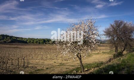 Vignoble et amande en fleurs près de Gruissan en hiver. Banque D'Images