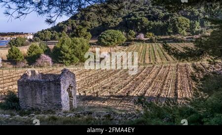 Vignoble et amande en fleurs près de Gruissan en hiver. Banque D'Images