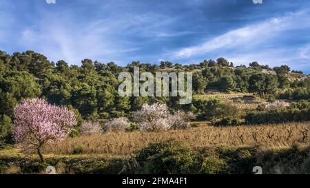 Vignoble et amande en fleurs près de Gruissan en hiver. Banque D'Images