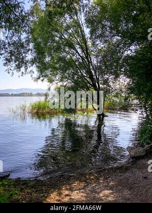 Arbre, Lac de Constance, eau, paysage, Suisse Banque D'Images